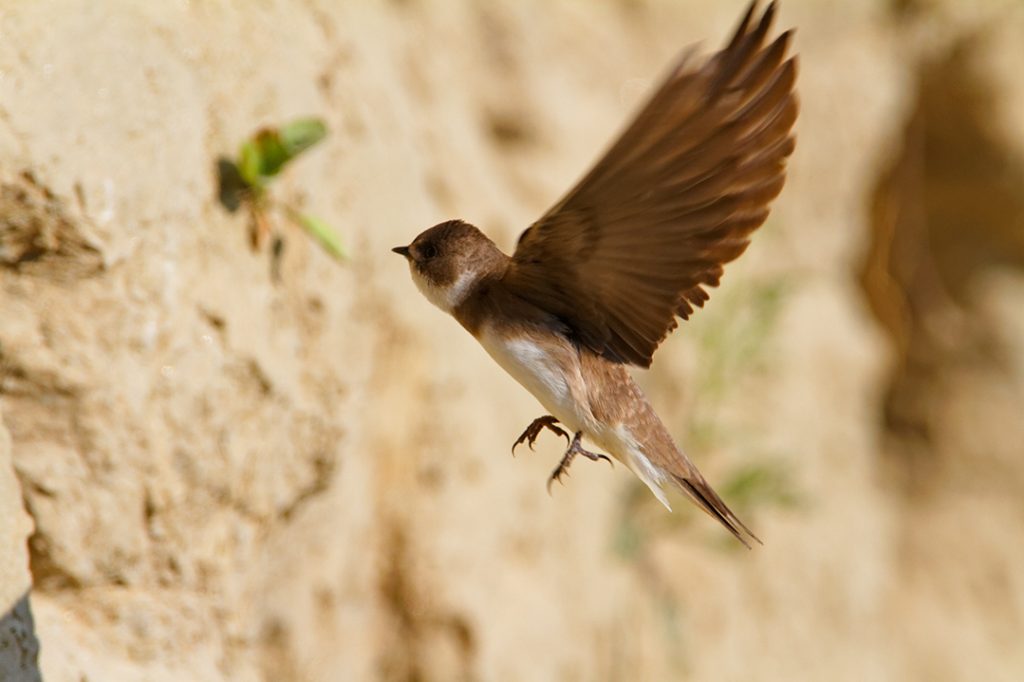 The Sand Martin, Riparia riparia,. steep river banks, rivers