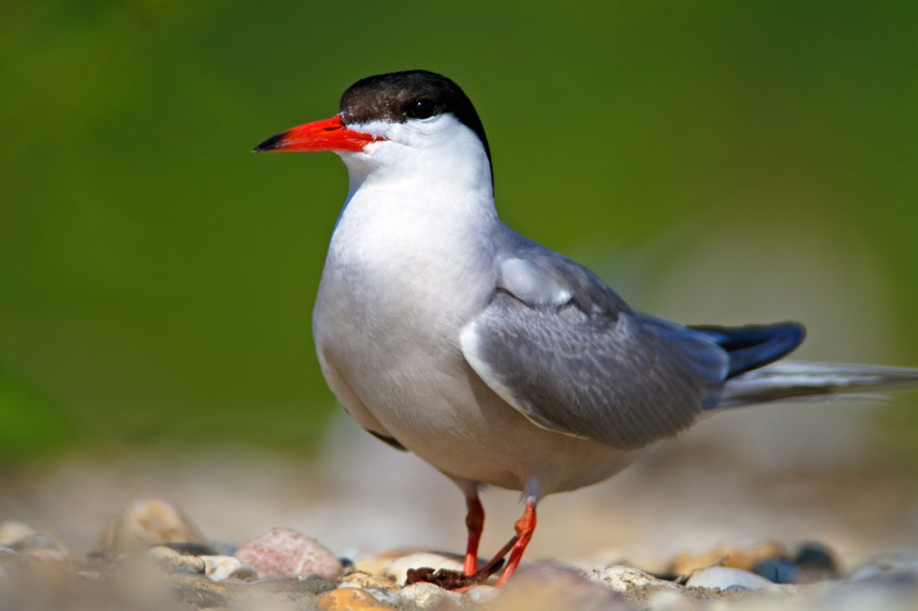 The common tern, Sterna hirundo, rivers, nesting, gravel bar