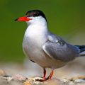 The common tern, Sterna hirundo, rivers, nesting, gravel bar