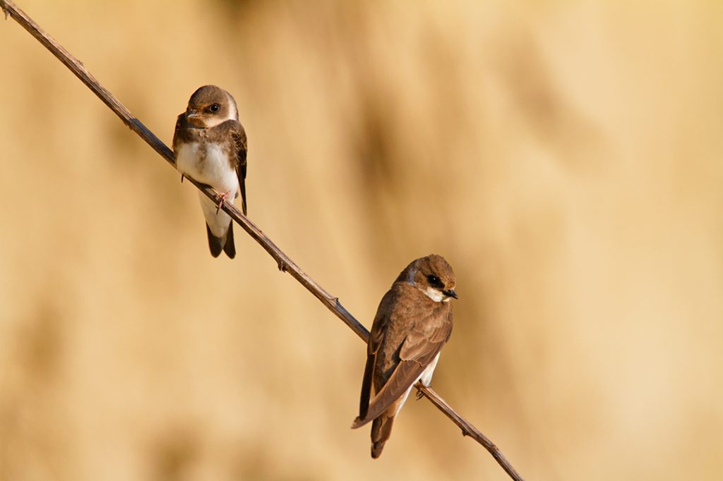 The Sand Martin, Riparia riparia,. steep river banks, rivers