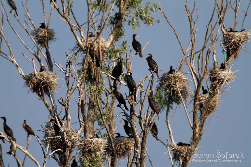 the great cormorant, Phalacrocorax carbo, birds, rivers, nesting, colony