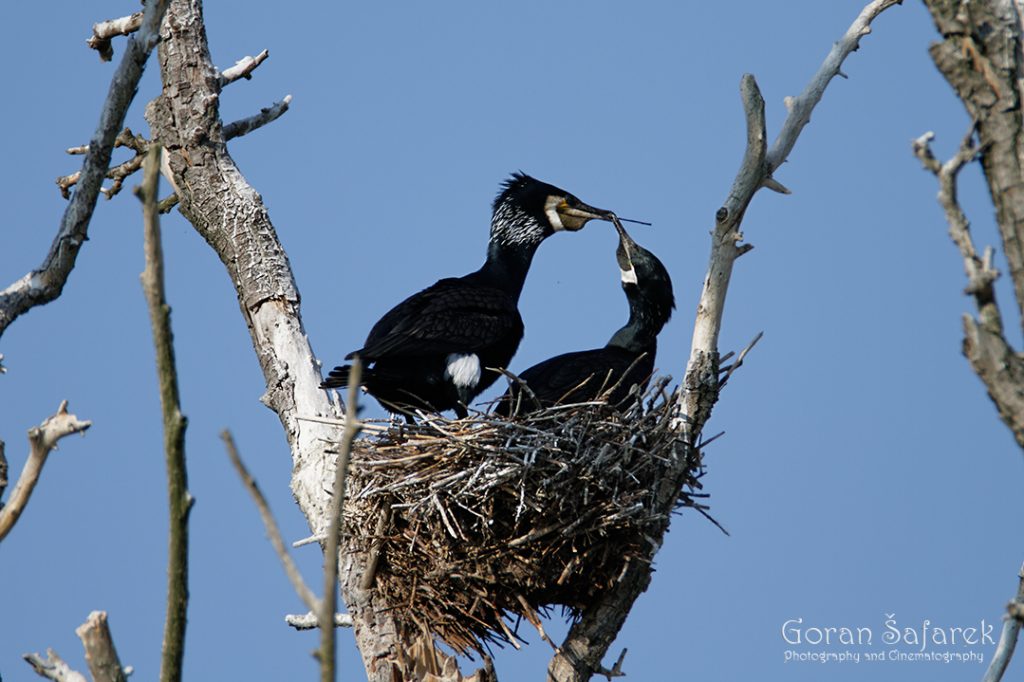 the great cormorant, Phalacrocorax carbo, birds, rivers, nesting, colony