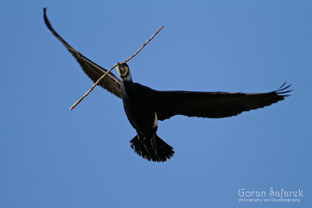 the great cormorant, Phalacrocorax carbo, birds, rivers, nesting, colony