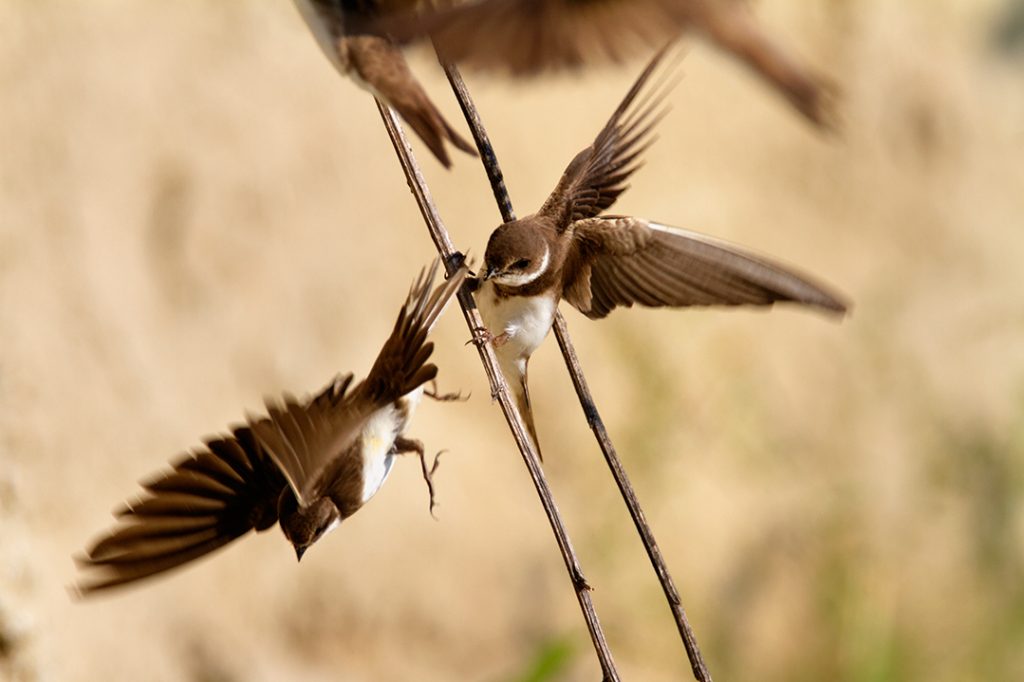 The Sand Martin, Riparia riparia,. steep river banks, rivers