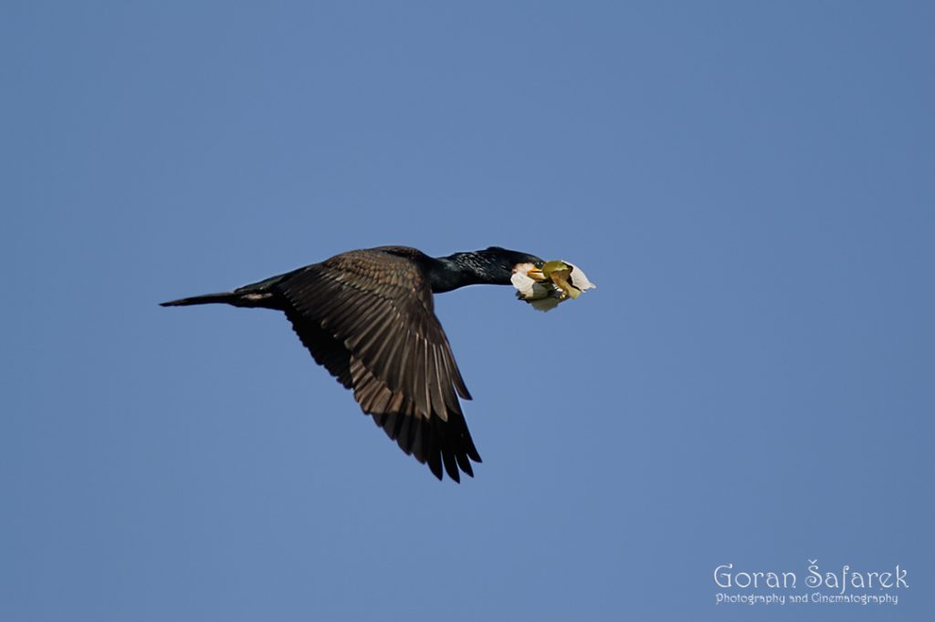 the great cormorant, Phalacrocorax carbo, birds, rivers, nesting, colony