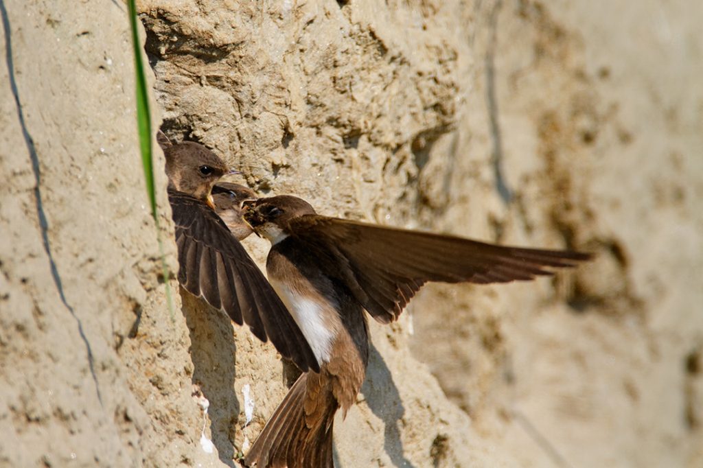 The Sand Martin, Riparia riparia,. steep river banks, rivers