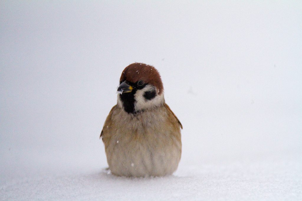 birds, winter, snow