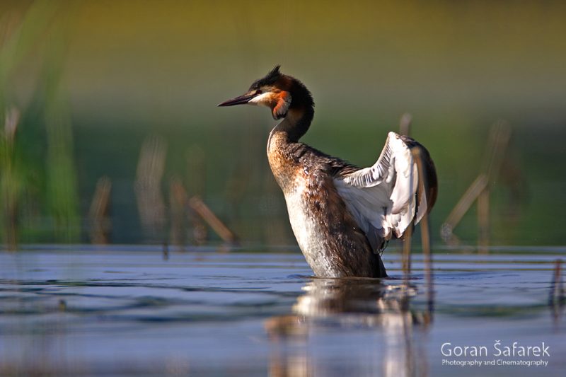 The great crested grebe (Podiceps cristatus)