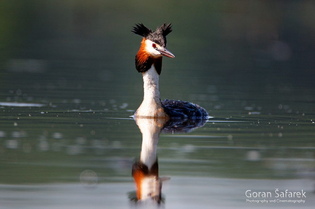 The great crested grebe, Podiceps cristatus, rivers, birds, wetland, lake