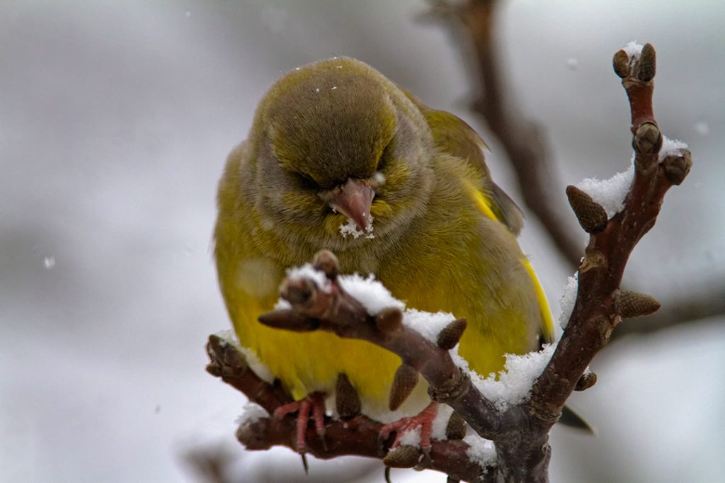 birds, winter, snow
