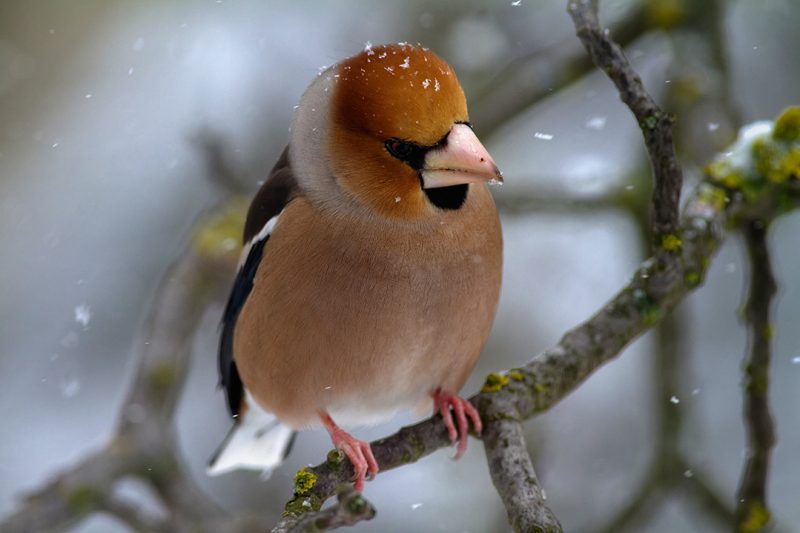 Small birds in winter