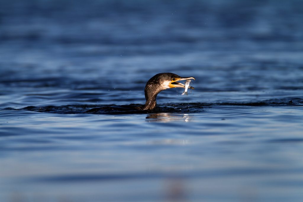 the great cormorant, Phalacrocorax carbo, birds, rivers, hunt