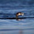 the great cormorant, Phalacrocorax carbo, birds, rivers, hunt