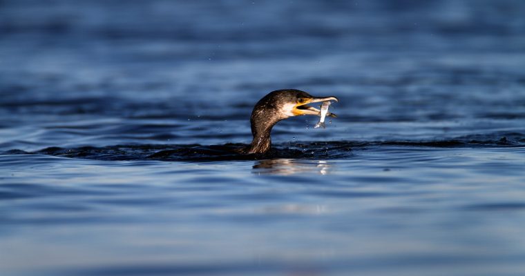 The great cormorant – the great fisherman