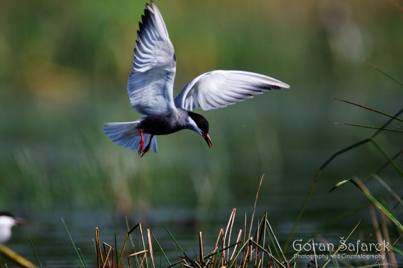 the whiskered tern, Chlidonias hybrida, birds, rivers,marsh, wetland, colony, nesting, breeding