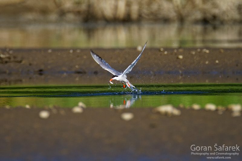 The common tern, Sterna hirundo, rivers, nesting, gravel bar