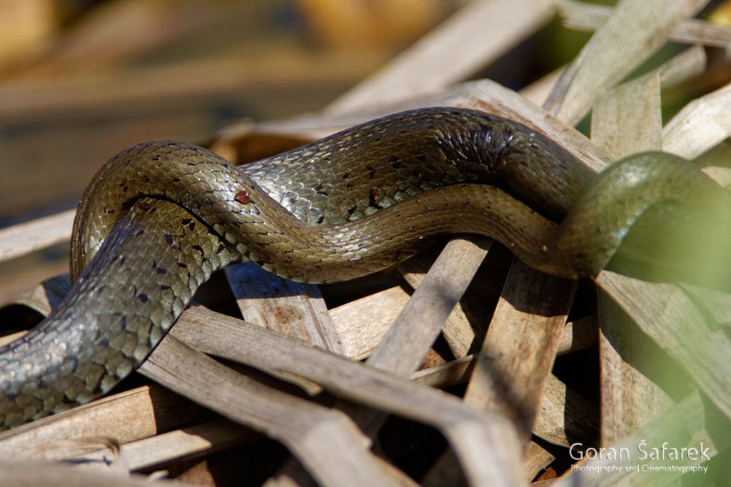 The grass snake, Natrix natrix, snakes