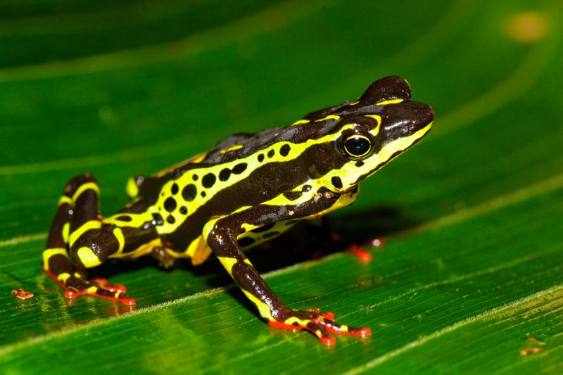 Zanja Arajuno, Andes, foothills, ecuador, rainforest, tropical, puyo, atelopus, toad, frog, harlequin