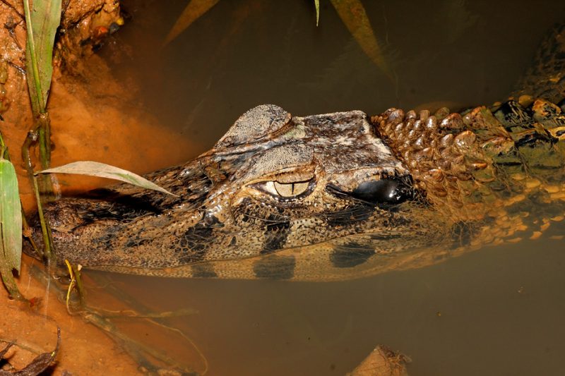 Zanja Arajuno, Andes, foothills, ecuador, rainforest, tropical, puyo, caiman, black, melanosuchus niger