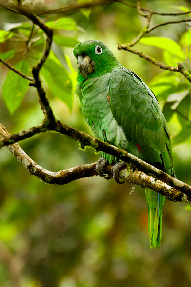 Zanja Arajuno, Andes, foothills, ecuador, rainforest, tropical, puyo, birds, parrot