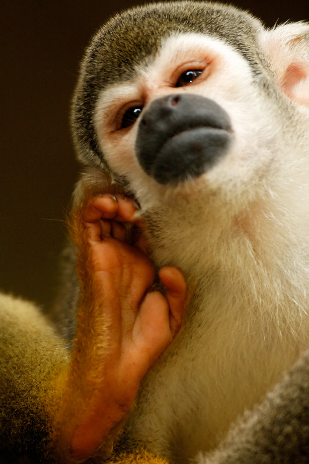 Zanja Arajuno, Andes, foothills, ecuador, rainforest, tropical, puyo, squirrel monkey