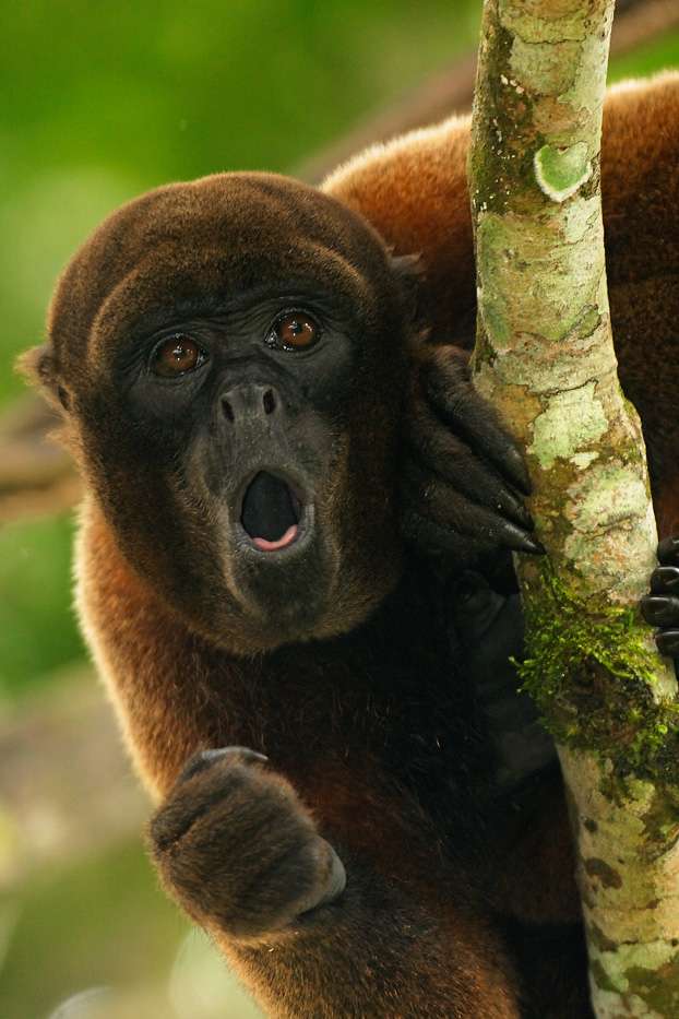 Zanja Arajuno, Andes, foothills, ecuador, rainforest, tropical, puyo, wooly monkey