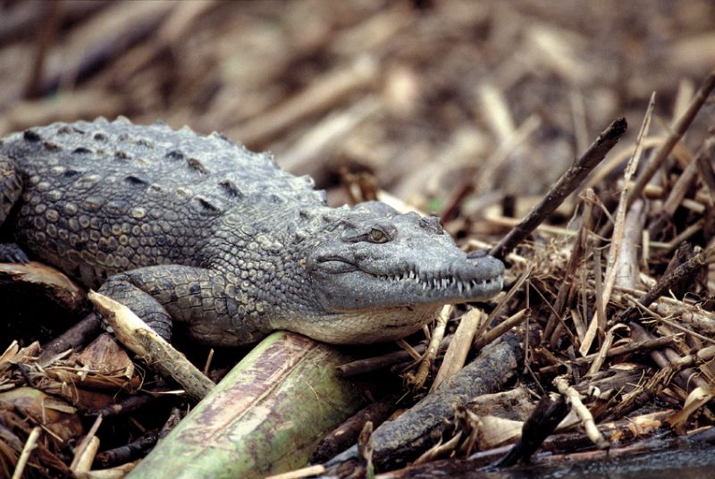 crocodile, Tortuguero , costa rica, 