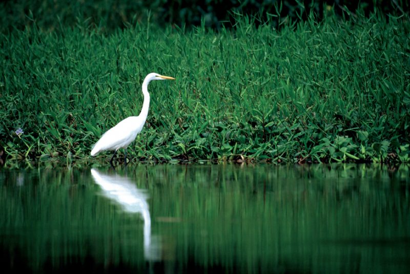 Tortuguero , costa rica, egret