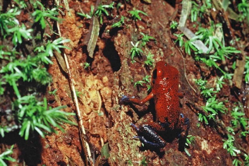 Tortuguero , costa rica, jungle, poison forg, dendrobates