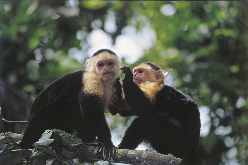 Tortuguero , costa rica, monkey, capuchin 