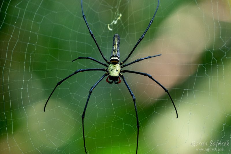 Khao sok, national park, asia, thailand, jungle, rainforest, tropical, Golden Orb Web Spider Nephila maculata
