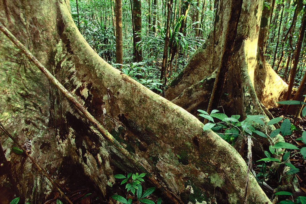 Masoala, madagascar, jungle, rainforest