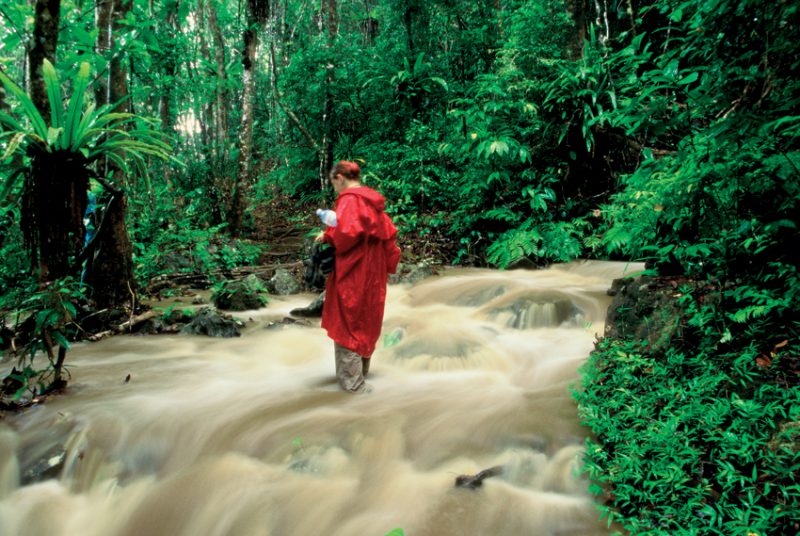 Masoala, madagascar, jungle, rainforest