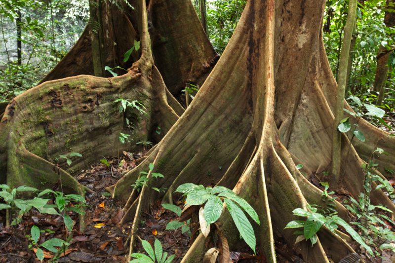 Mulu National Park, Borneo, Malaysia, rainforest, jungle