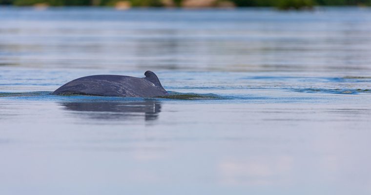 Dolphin watching on the Mekong River