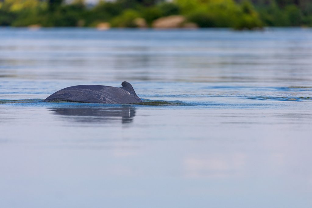 Dolphin watching on the Mekong River