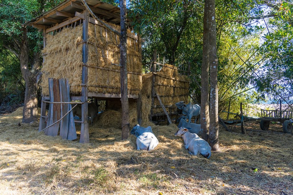 cambodia, shed, cow, countryside, village