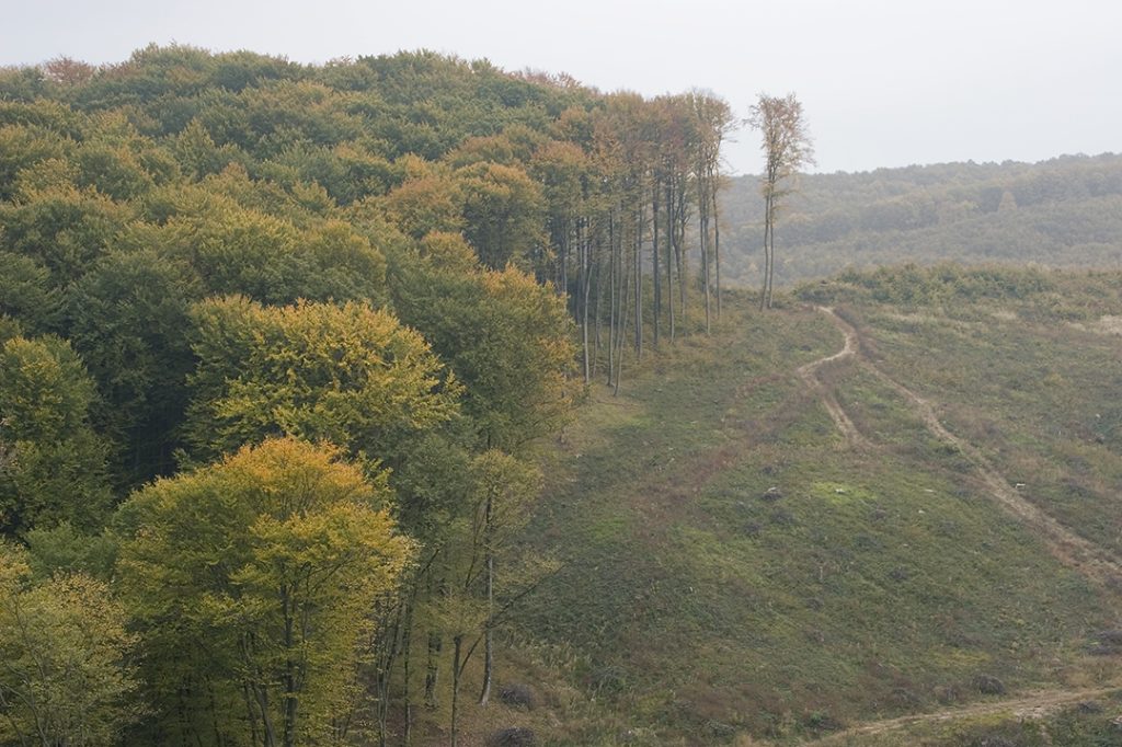 deforestation, clear-cut