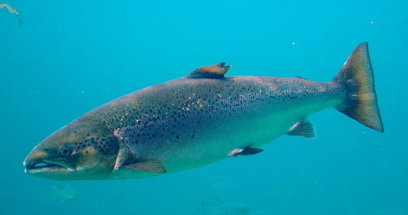 fish migration, atlantic salmon