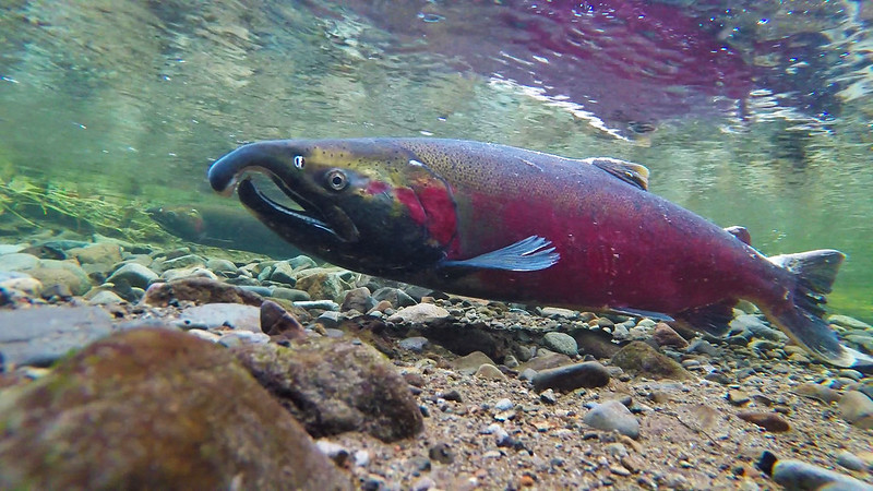 fish migration, coho salmon