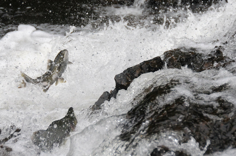 fish migration