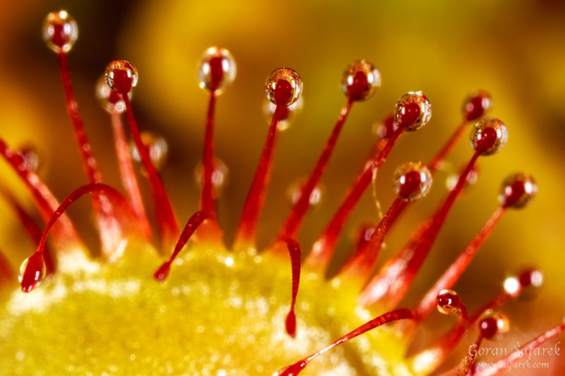 Drosera rotundifolia, the round-leaved sundew