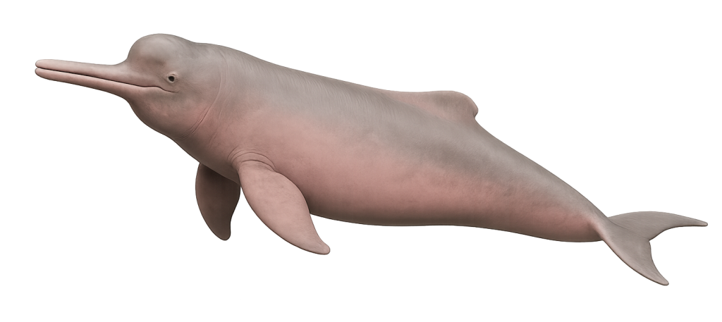 Amazon River Dolphin (Inia geoffrensis)