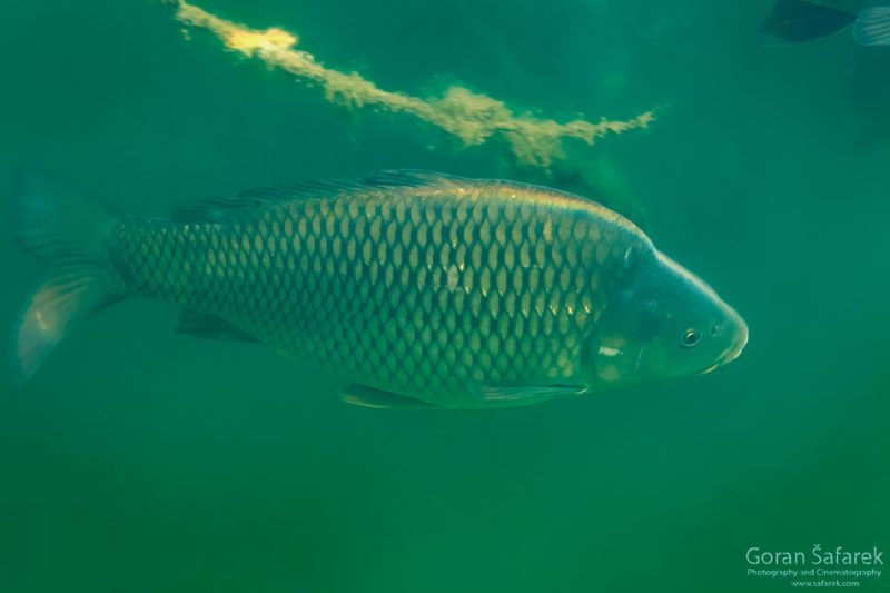 fish migration