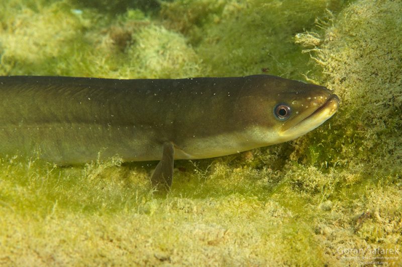 eeel, fish migration
