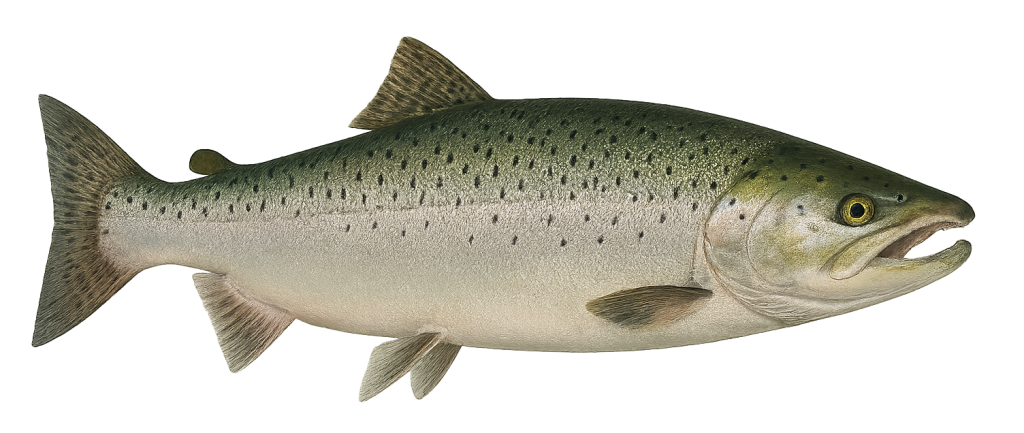 Salmon, Oncorhynchus