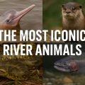 The Most Iconic River Animals, river animals