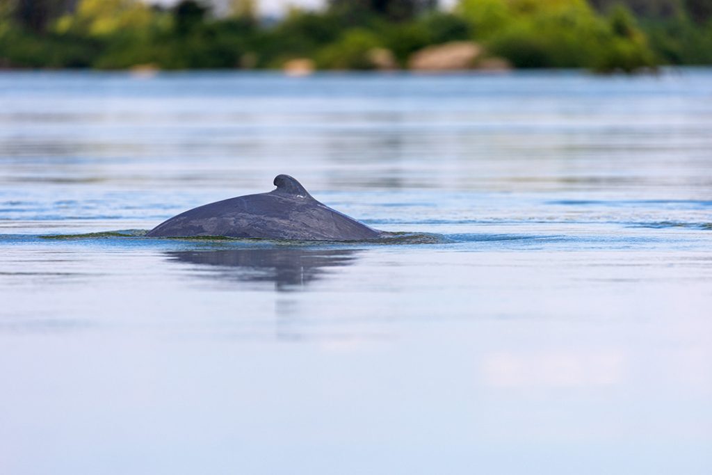 Irrawaddy Dolphin, Orcaella brevirostris