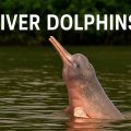 river dolphins