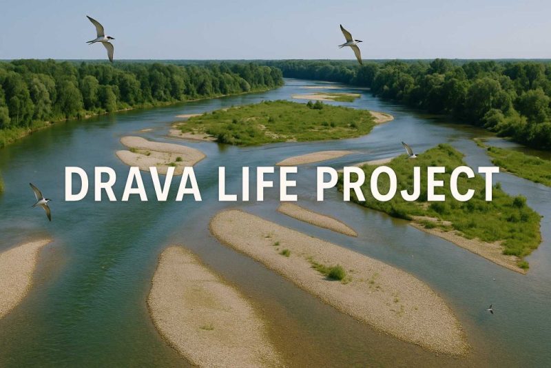 Drava LIFE: A Wild River Restored